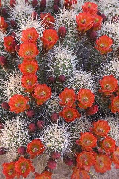 Utah, Canyonlands NP Claretcup cactus in bloom